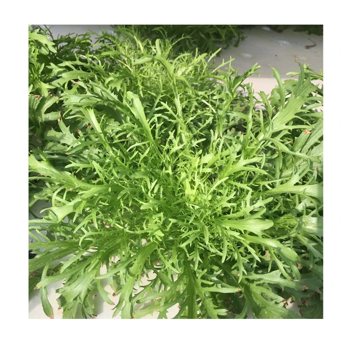 Гидропонная система DWC салатная теплица