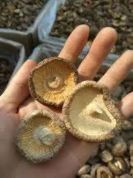 Wholesales shiitake mushroom - Dried Shiitake Mushroom/ High Quality Dried Black Forest Mushroom From Vietnam/ Shyn Tran