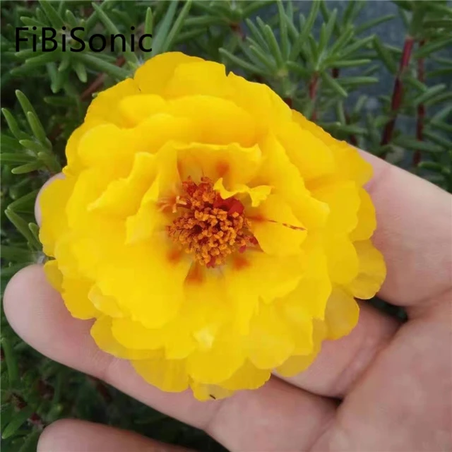 FiBiSonic 100 г/пакет двойные семена подсолнечника, цветные семена подсолнечника с широкими листьями, семена домашнего сада