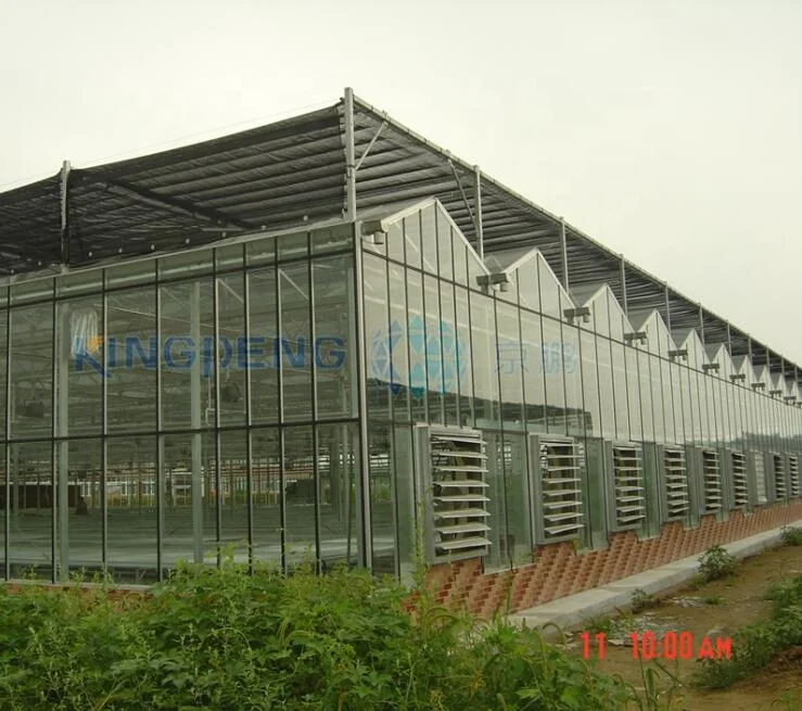 Venlo tempered glass/float glass greenhouse with hydroponic growing