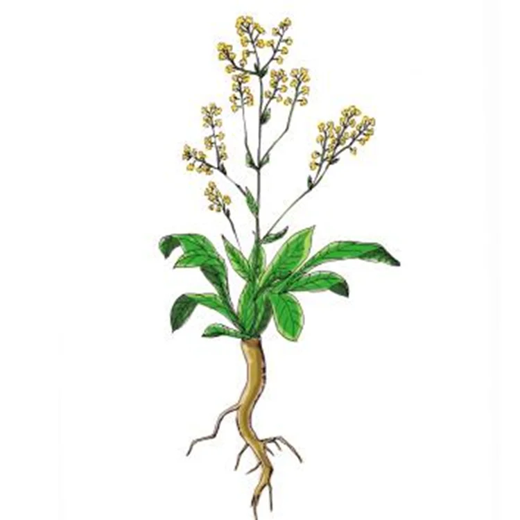 Ginhall Supply indigowoad root extract Isatis indigotica fort extract radix isatidis root extract Isatis tinctoria powder