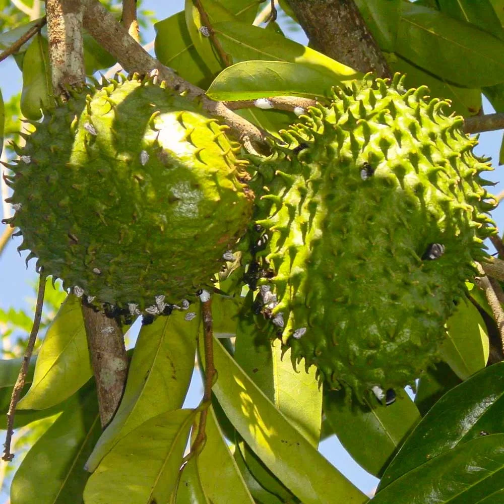 Organic Graviola Or soursop Tablets With Best Exports Services From Peru