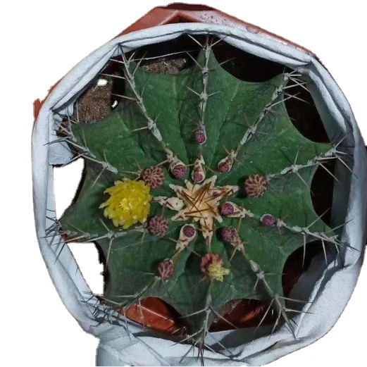 
5-30CM Ferocactus wholesale Live Cactus Succulent Plants indoor plant bonsai 