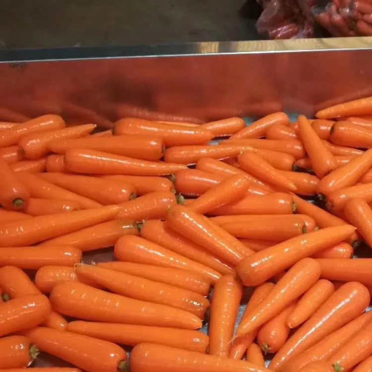 Wholesale price smooth skin fresh red carrot top quality fresh carrot seller china fresh vegetable exporter