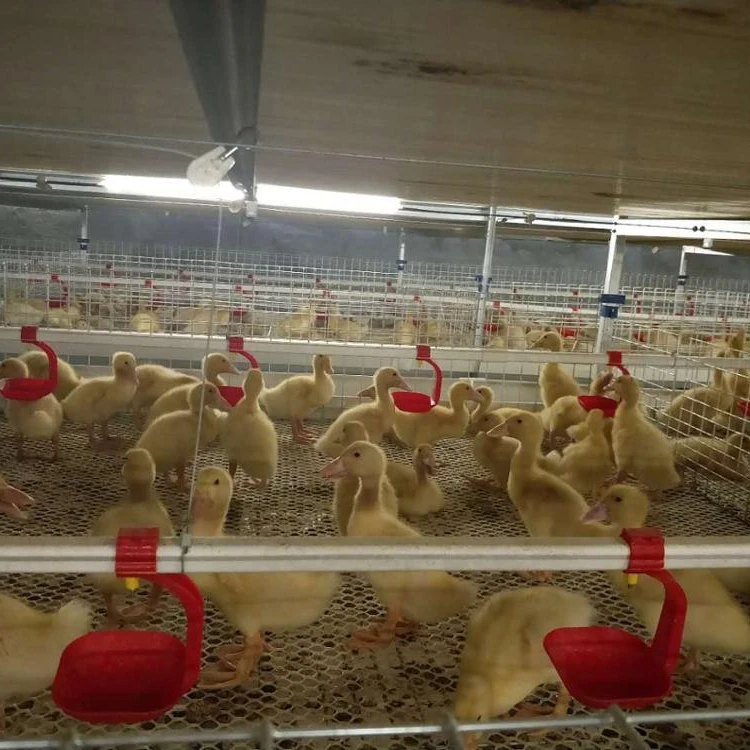 Other Animal Husbandry Equipment chicken cage with animal feeders