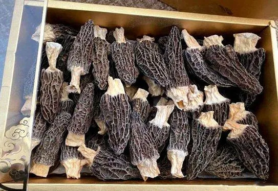 Morel mushroom and dry morchella in fungus  shipped directly from the factory