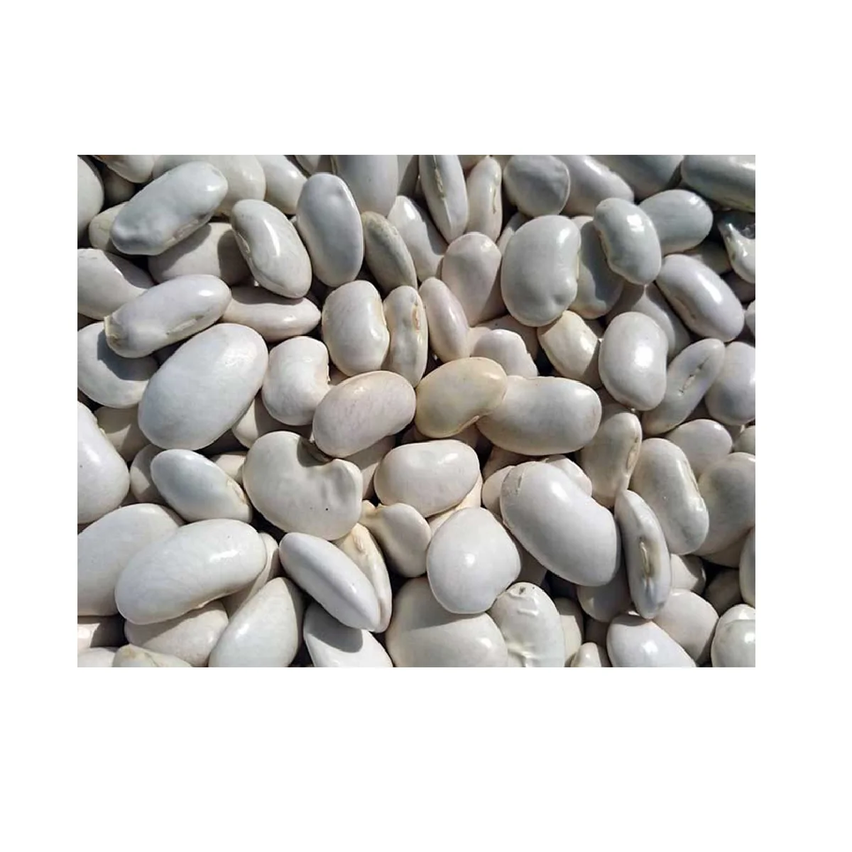 Натуральная Высококачественная сушеная белая фасоль без ГМО из Узбекистана для пищевых