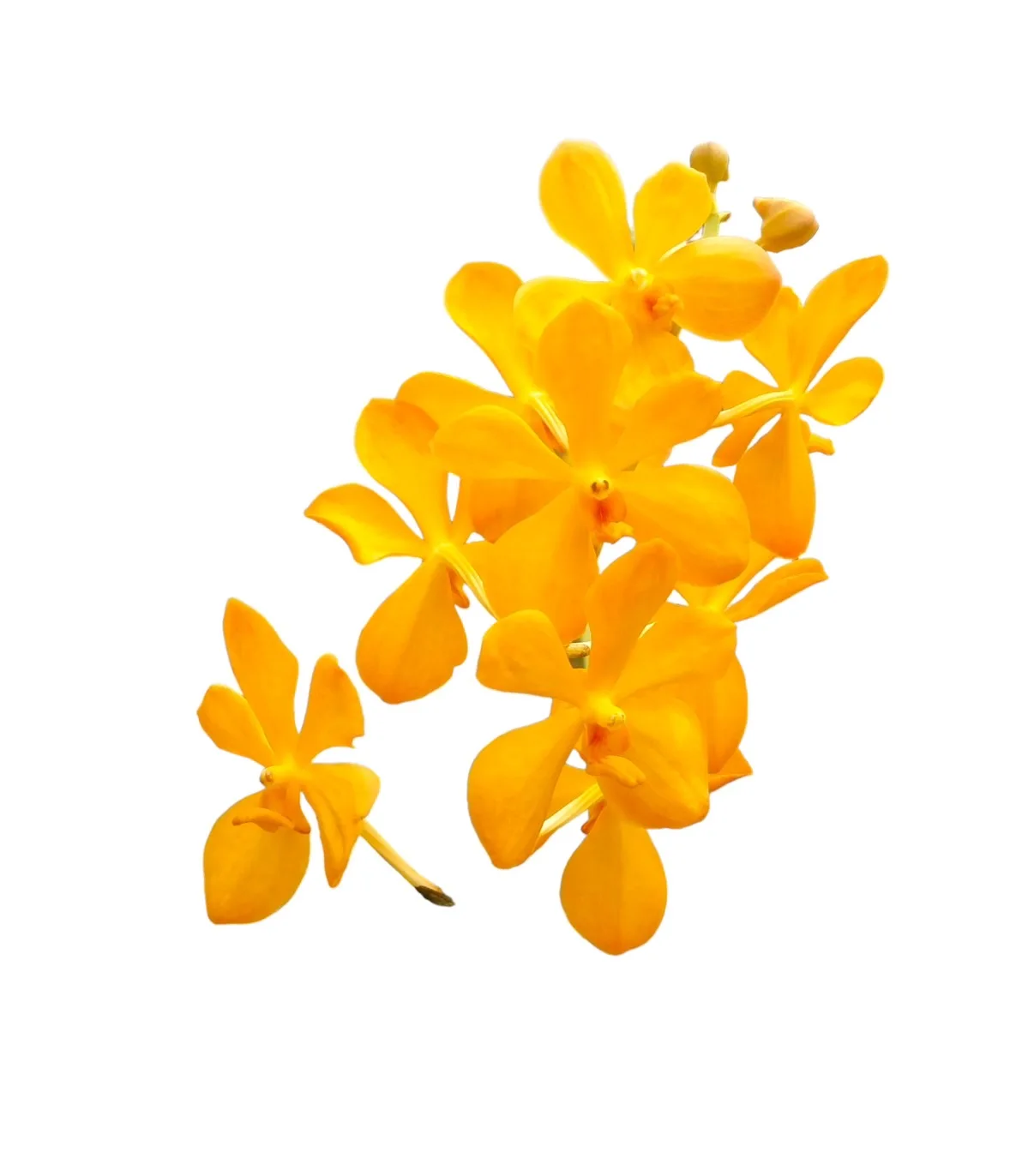 Yellow Mokara Fresh Cut Orchid Flower Orchids Flowers Are Fragrant For Export And Sold Within The Country From Orchid Farmers