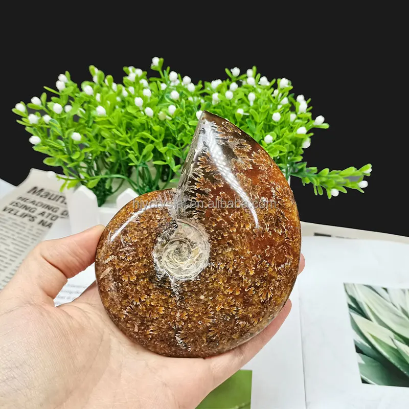 
Wholesale natural quartz crystal fossil snail fossil ammonite fossil mineral specimen 