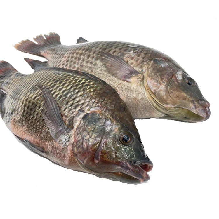 China exporters wholesale price 500-800g fresh frozen tilapia fish
