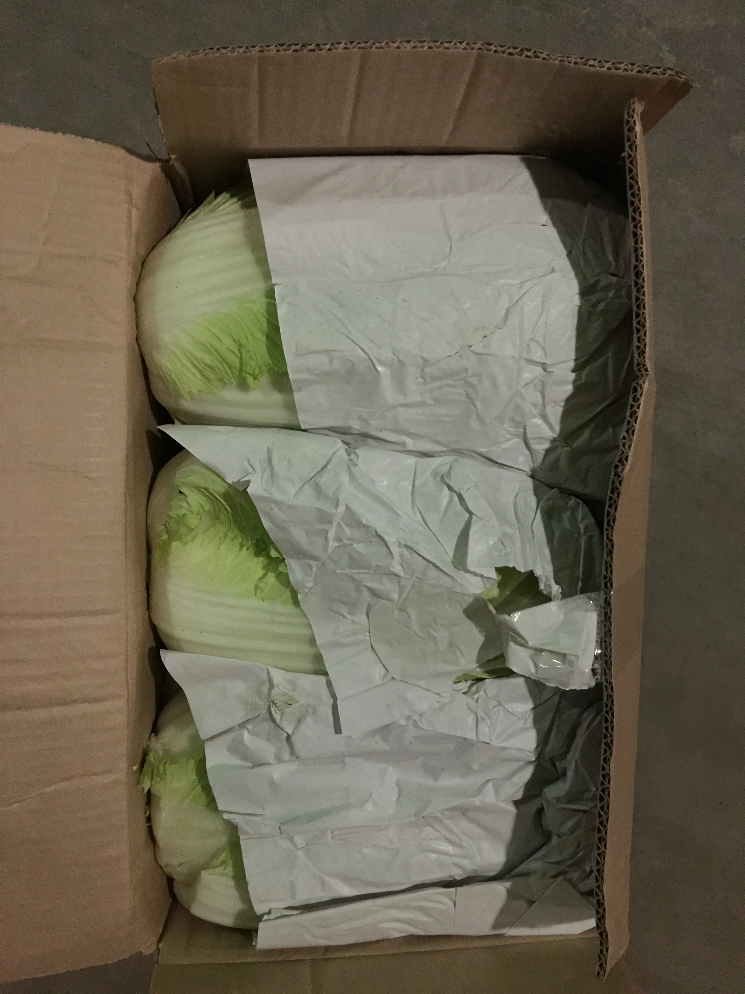 
chinese long cabbage 