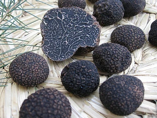 High Quality Sumerians Black Truffle Seasoning Powder Various Flavors Wholesale Price