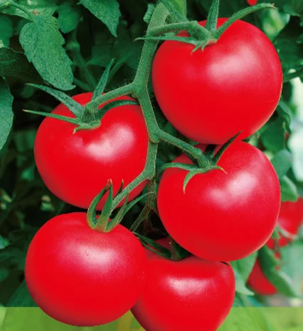 H204 неограниченное семена томатов красного