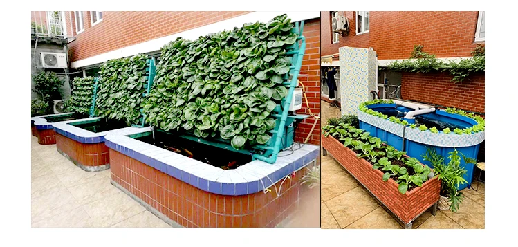 Commercial aquaponics system for fish and plant grow together soilless culture