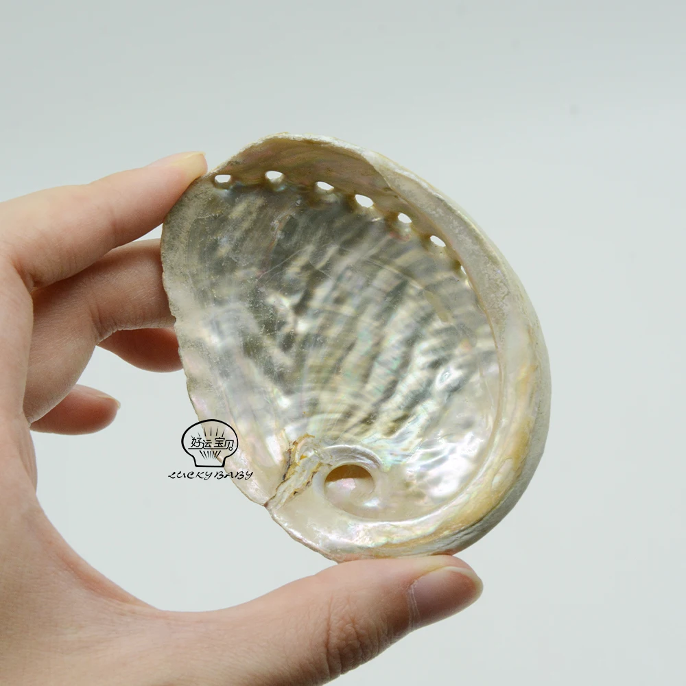 Wholesale Natural Raw Green Abalone Shell Smudging With Stand