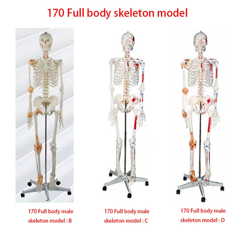 Production  PVC pelvic model medical science High-quality Teaching Model of Female Pelvic and Pelvic Muscles life size skeleton