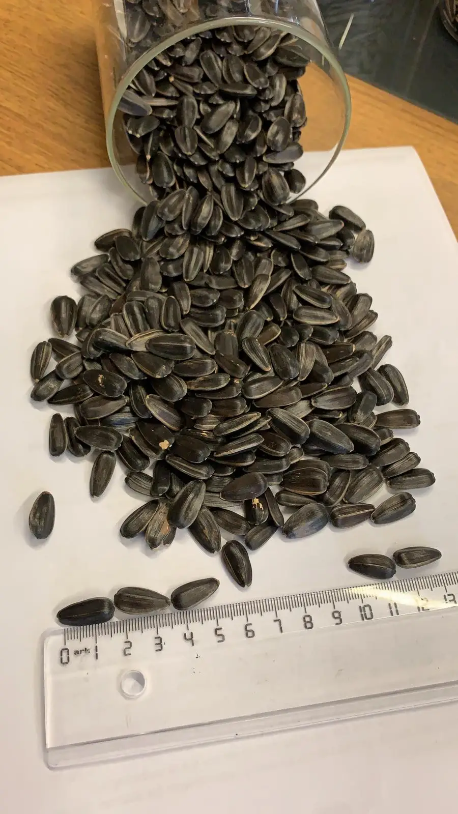 Jumbo Black High Quality Big Size New Crop Black Sunflower Seeds Bulgarian Origin Packaging Wholesale