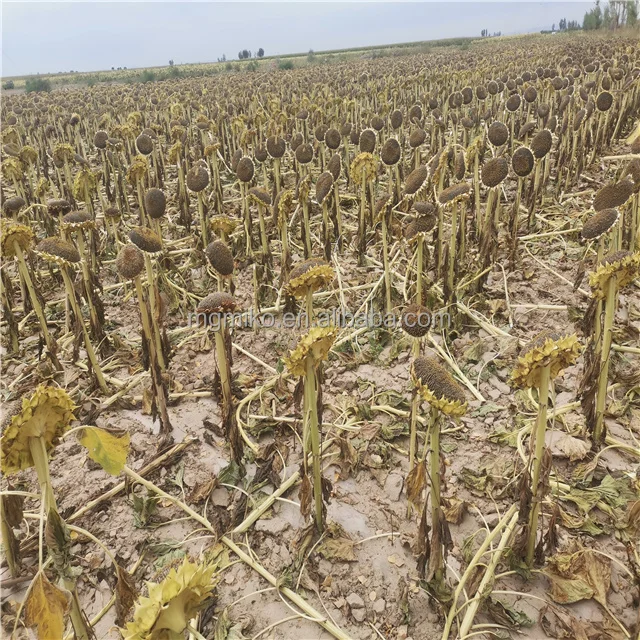 Wholesale Raw Chinese 2021 Hot Sale Natural Organic Sunflower Seeds for Bulk Buyers