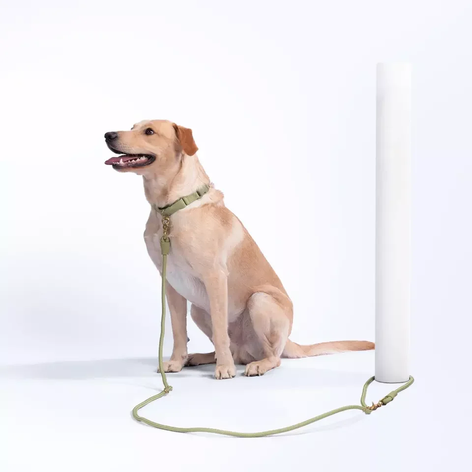 Adjustable Mountain Climbing Strong Nylon Rope Slip Lead Dog Leash Hand Free Dog Slip Lead with Heavy Duty Metal Sturdy Clasp