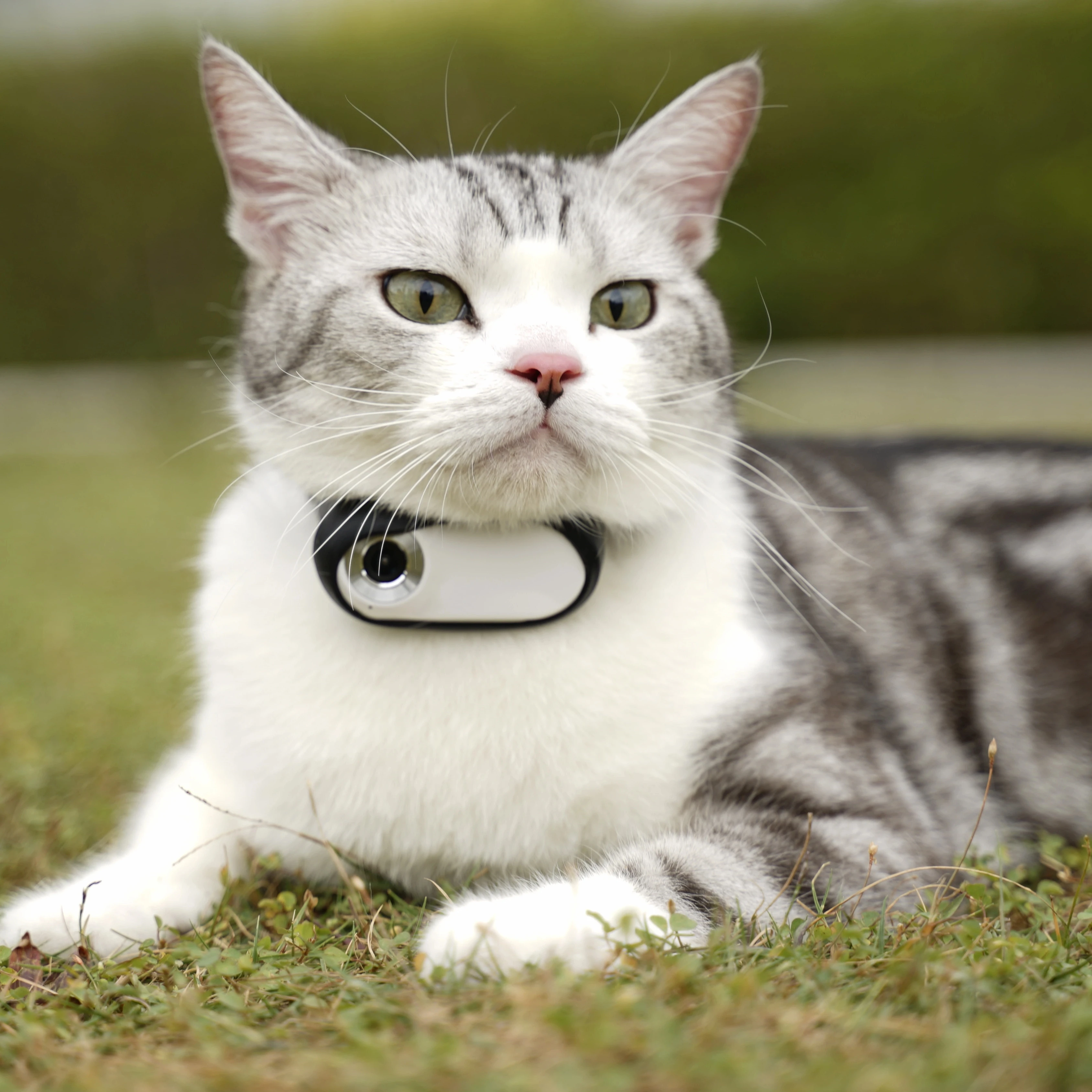 Wireless Cat Collar Camera Pet Travel Camera Pet Mini Collar With Remote Monitoring Cat Dog Accessories