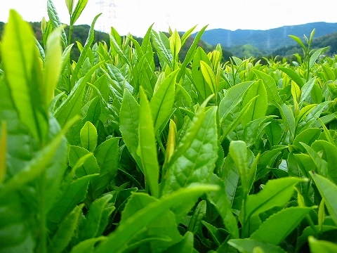 Уникальный аромат премиум-класса традиционные натуральные японские органические чайные листья