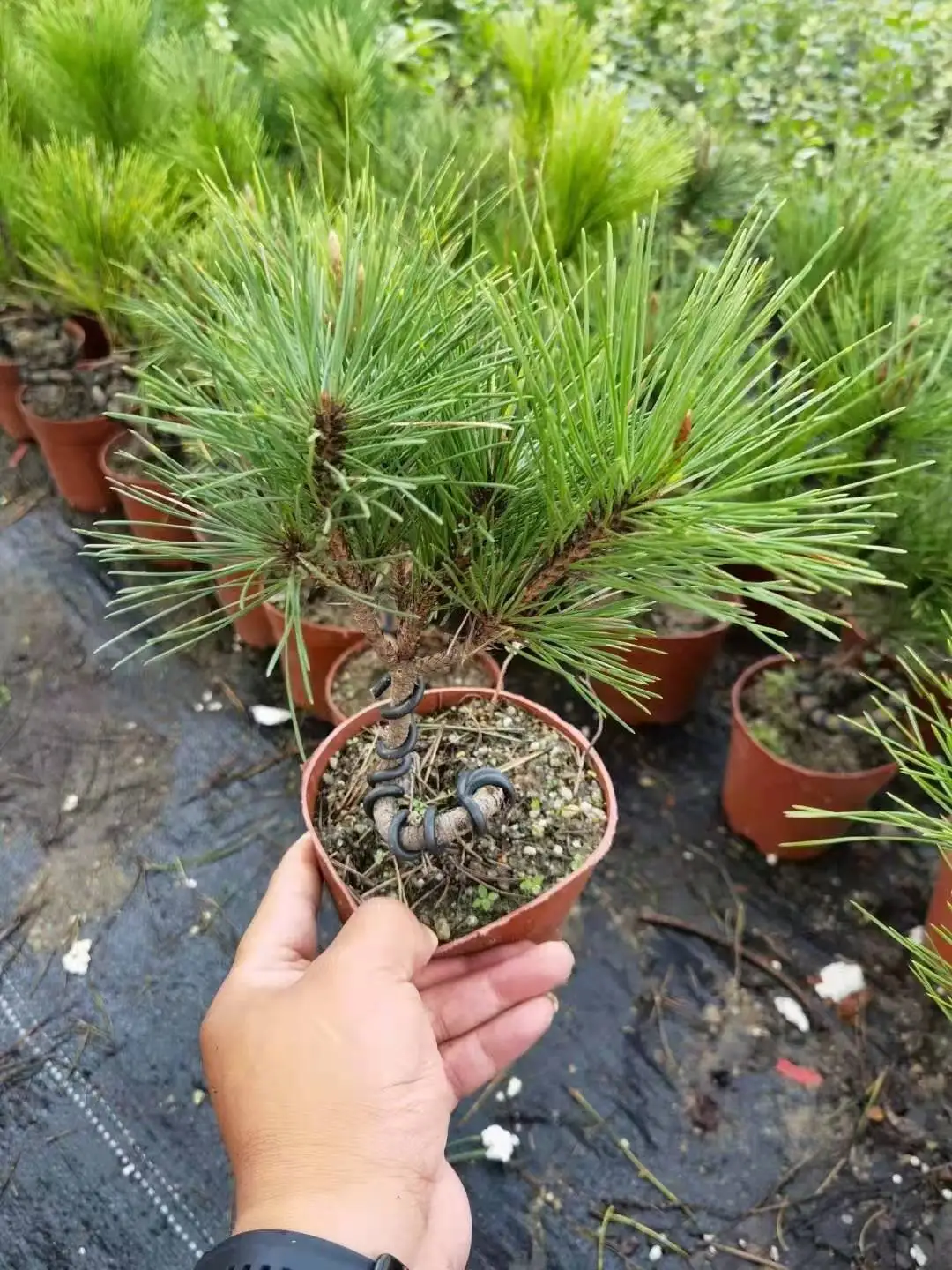 Оптовая продажа натуральных растений Pinus thunbergii Из Черной