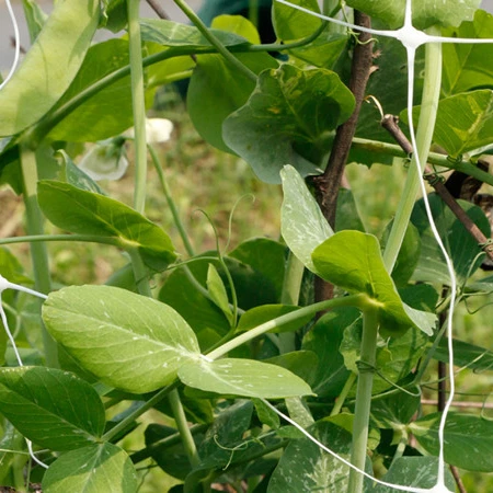 TN-1130 Factory Direct Cucumber Plant Support Net Climbing