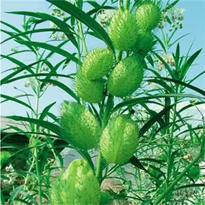 Лучшее качество, специальные зеленые цветы, воздушные шары, семена растений для продажи