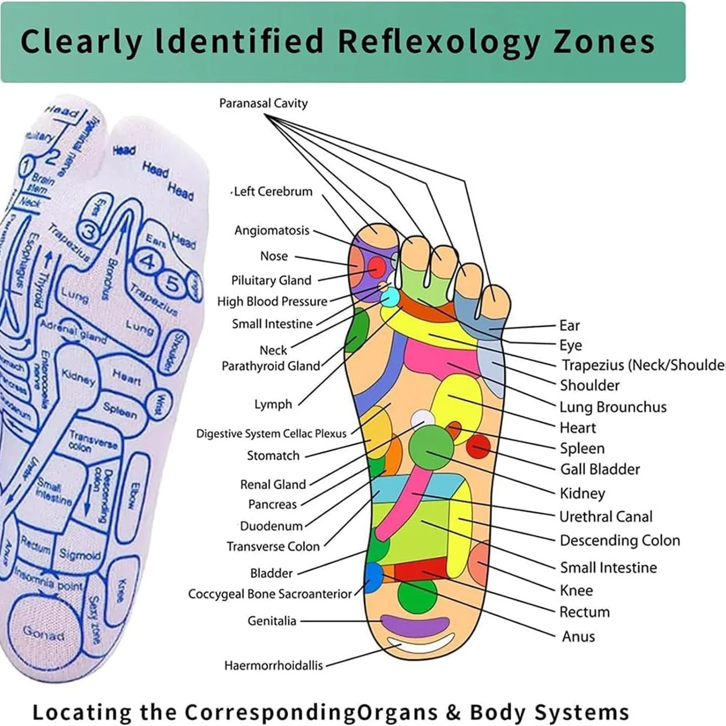 2024 Compports Acupressure Women Men Reflexology Reflexology Socks Acupressure Charts in English Rod Included Foot Massage Socks
