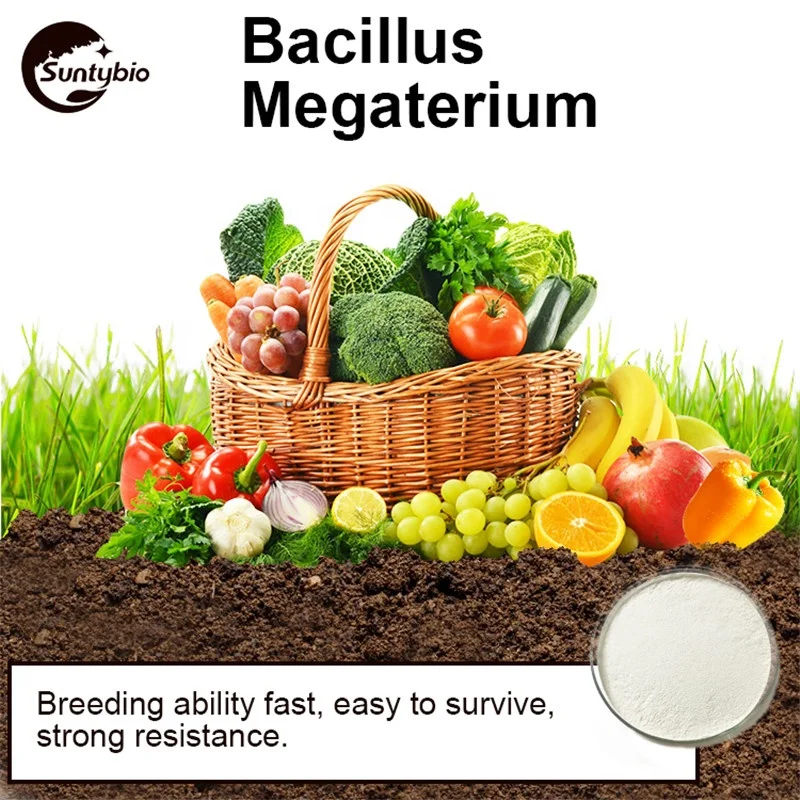 2024 Feed Fertilizer Efficiency Improvement Bacillus Megaterium Megatherium