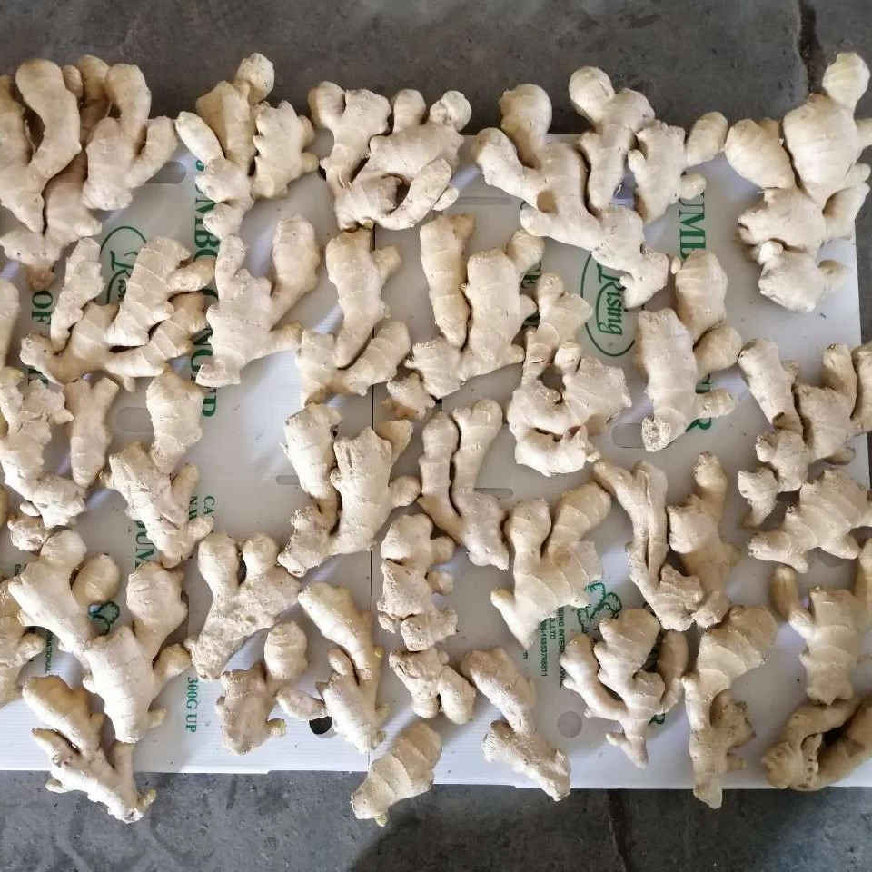 Sinofarm  2022 Ginger fresh organic ginger newest crop in bulk professional export gengibre fresh ginger