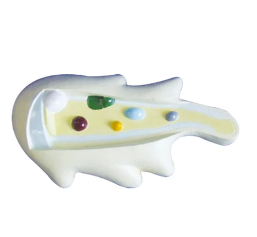 YA/B022 Natural size amoeba model Partial color separation display Environmentally friendly paint colored amoeba model