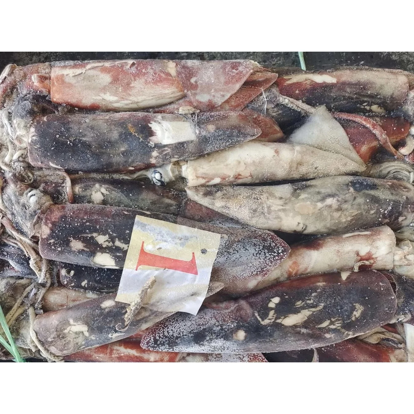 Frozen Calamari 300-500g Frozen Giant Squid Dosidicus Gigas Squid