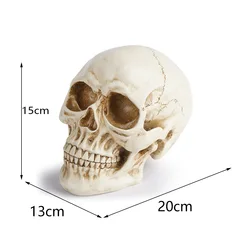 Resin Crafts Skull Model Teaching Aids Skull Animal Skull Halloween Props Fancy Dress Ball