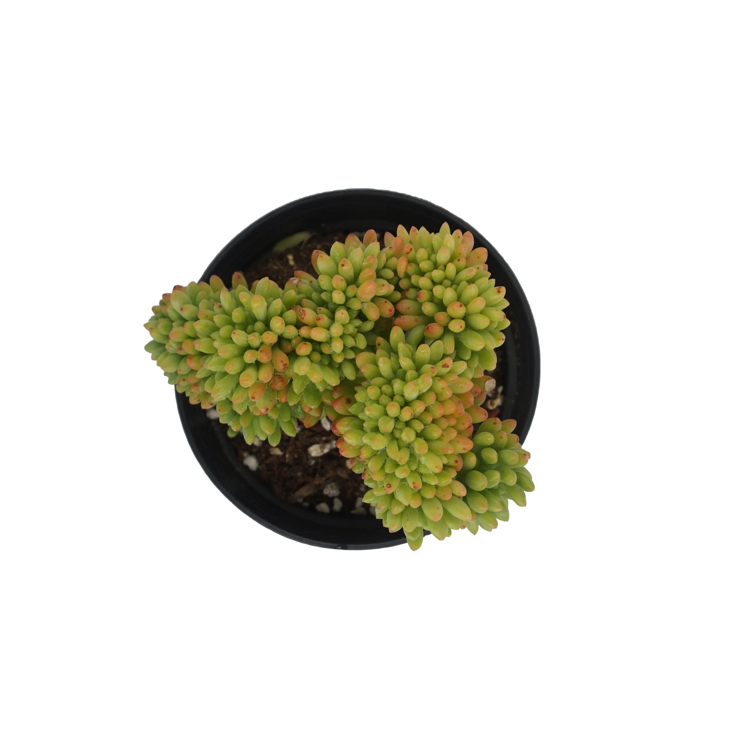 
China wholesale sedum korean succulents live plants indoor greenovia nature succulent plant 