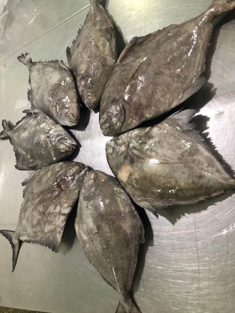 Indonesia Good Quality Frozen Black Pomfret