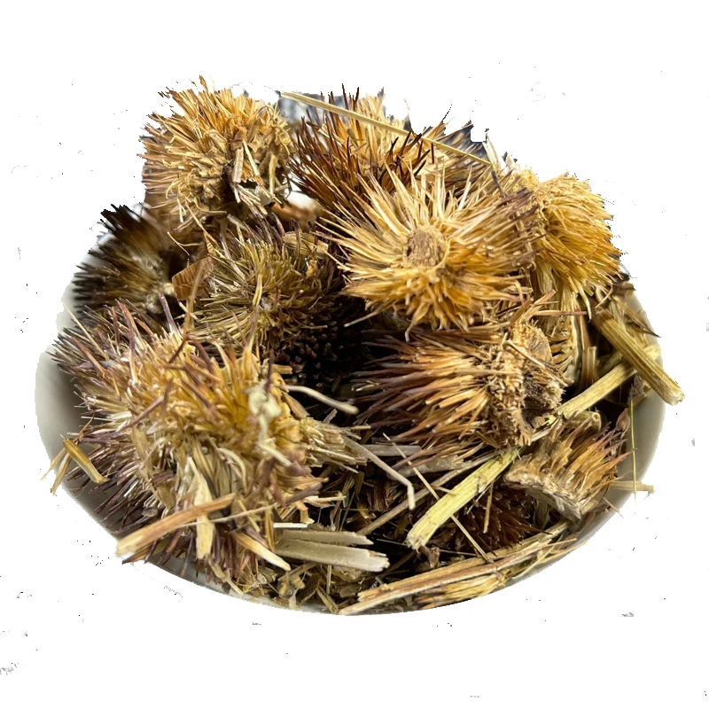 Traditional chinese herb medicine  Purple coneflower Rudbeckia Black sampson Asteraceae Echinacea purpurea herb Zi Zhui Ju