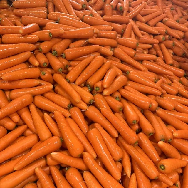Cheap Price Chinese New Crop Fresh 150-300 G Carrots Fresh 100% For Sale