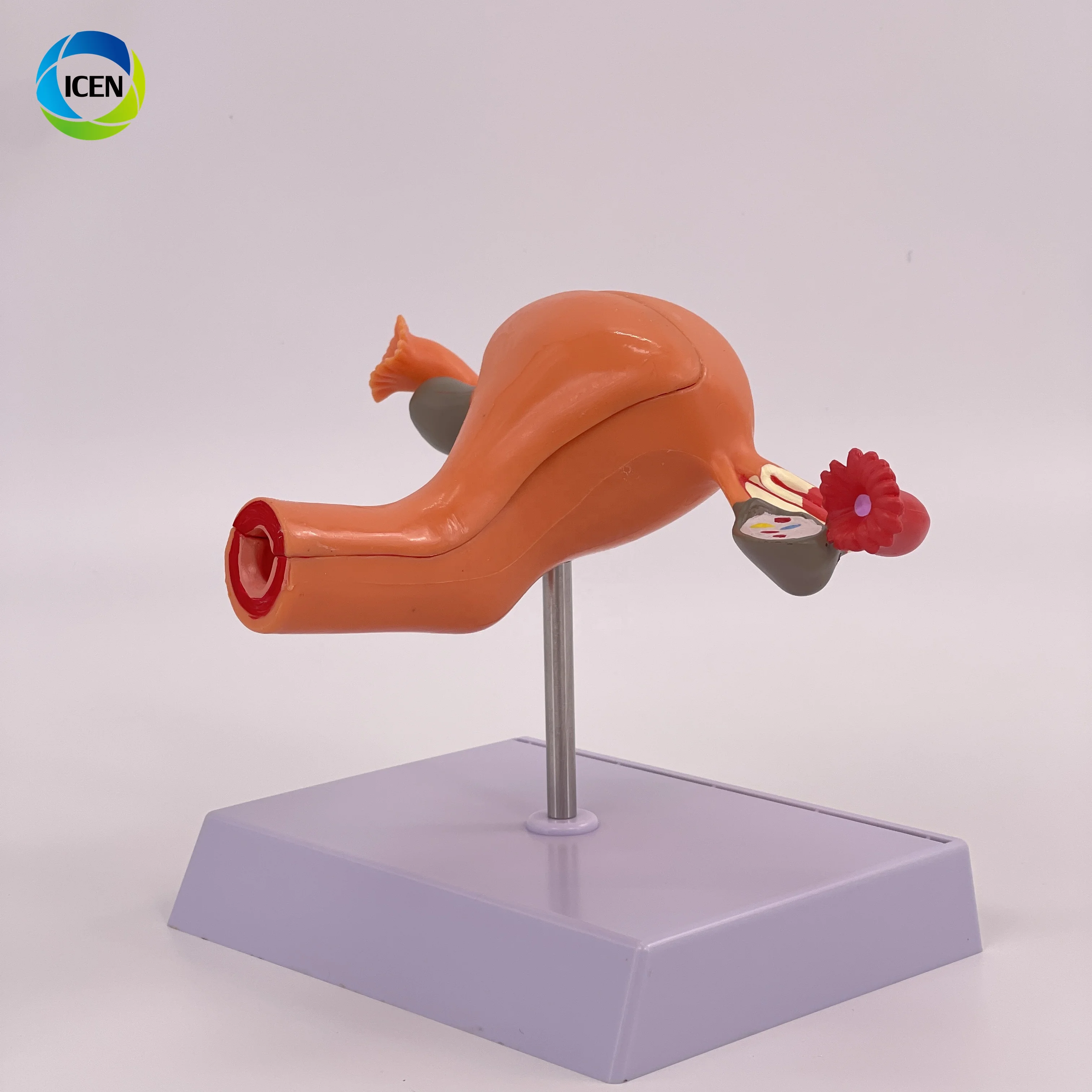 IN-M2 Medical Science Magnified Human Anatomical Model Normal Educational Models Human Anatomy Uterus Model