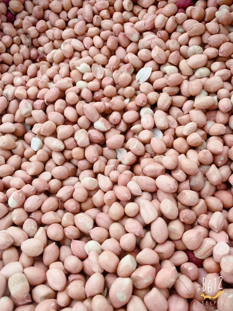 Top Grade Peanut Nutritious Red Skin Peanut Egypt Origin Top Grade Peanut