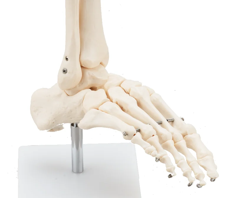 CBM-021B Life-Size Foot Joint,Foot anatomy model,Foot skeleton model for student learning CE