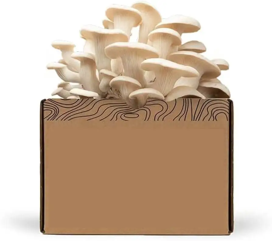 Custom Packaging Carton Toy Packaging Mushroom Grow Box Packaging For DIY Toy