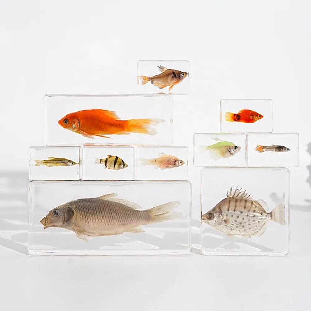 New Ocean real resin art paperweight craft Business gift Goldfish  crab Specimen Holiday Decoration Gift Biological Teaching toy