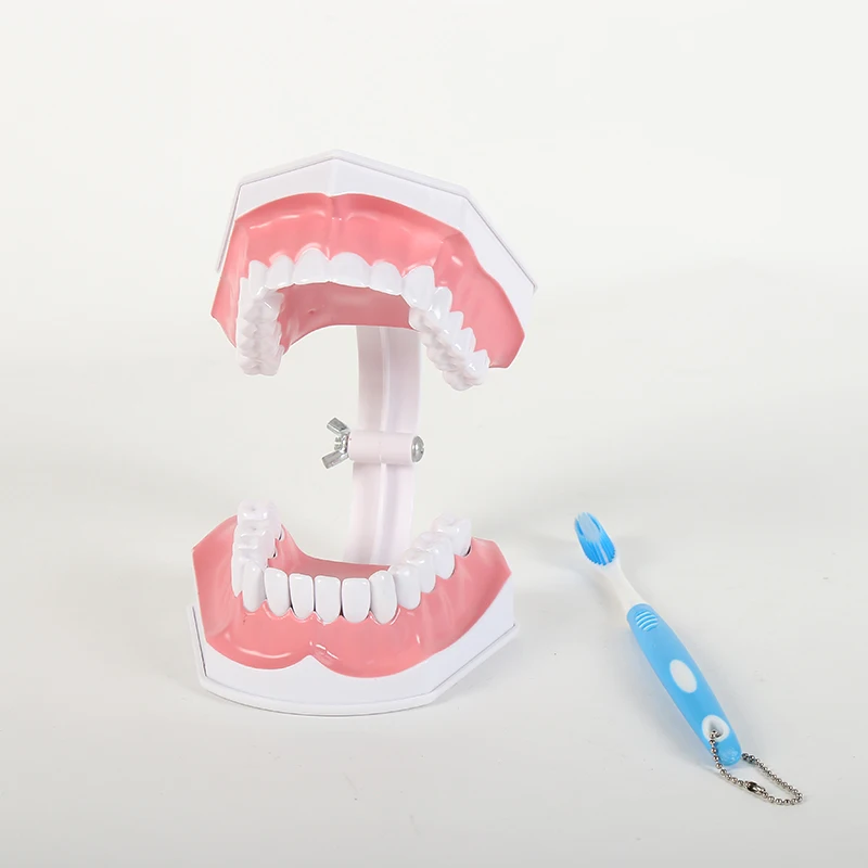 Лидер продаж, модель зубной щетки с зубной щеткой для преподавания