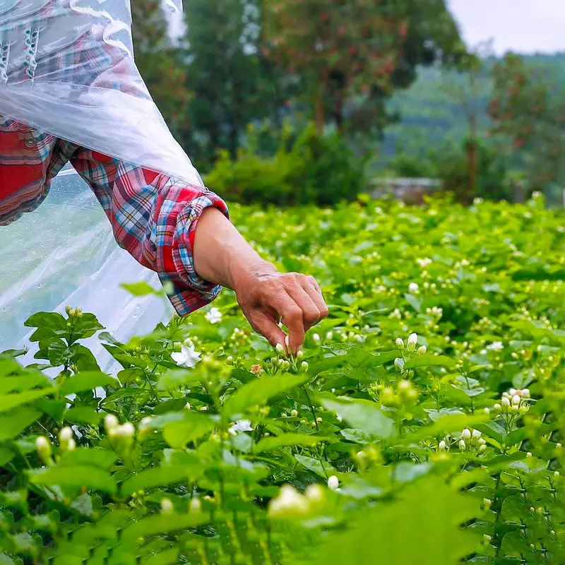 Wholesales BAIXIANGHUI High Grade Jasmine Tea Flower Tea for Beauty Slimming Chinese green Jasmine buds tea for sales