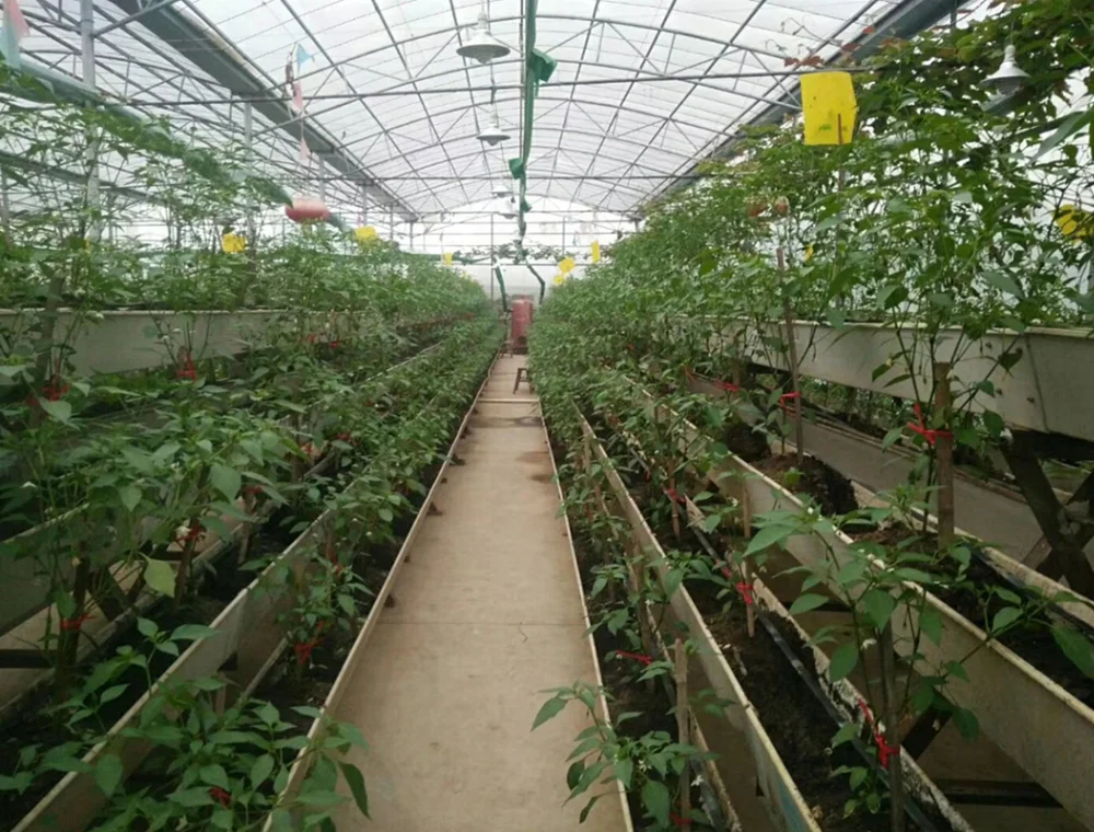 Green house nft hydroponic pipe mushroom greenhouse farm