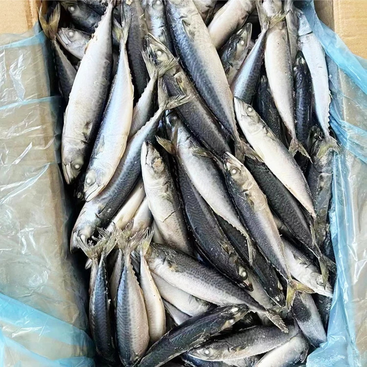Hot Selling Wholesale Low Price Fresh Seafood Frozen Fish Mackerel Exporters