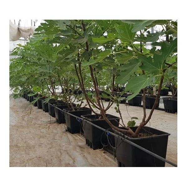 hidroponic system greenhouse plastics blueberry pot