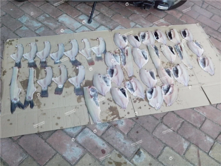 FGB-180 tilapia filleting machine, tilapia cutting machine, tilapia separating machine