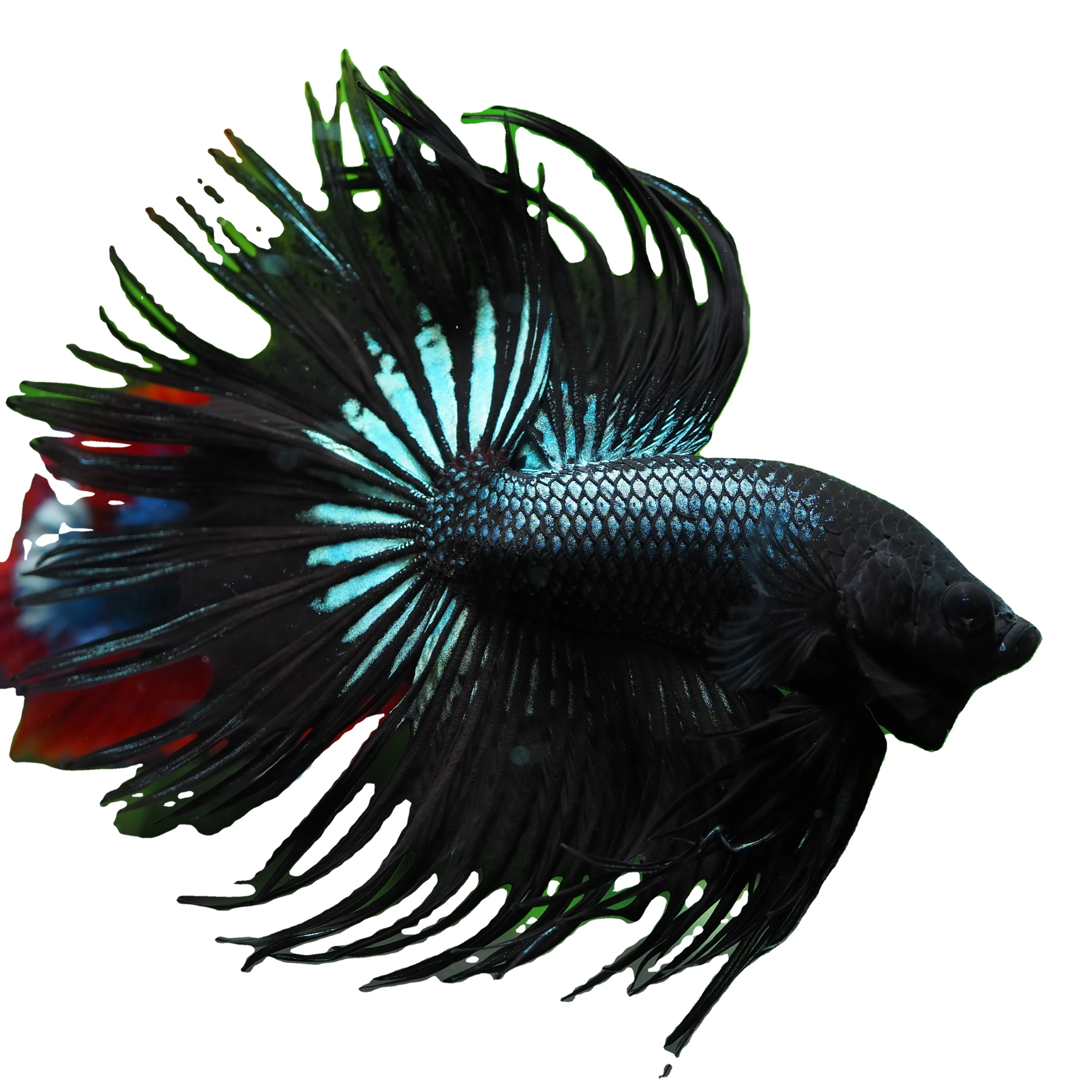 
KING CROWNTAIL - Multicolor Thailand Betta Fish Premium Quality Plakat Siamese Fighting Fish Ornamental Aquariums 